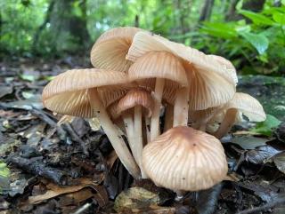 च्याउ खादा १० जना विरामी