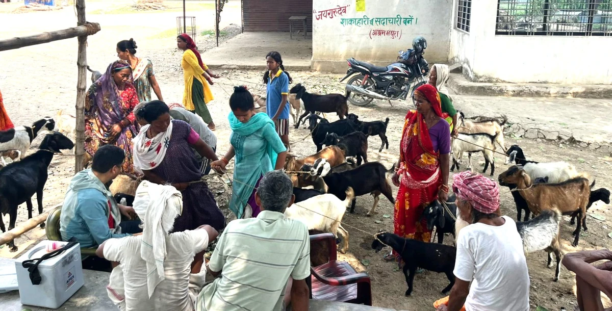 देवदहका १५ हजार भेडा बाख्रालाई पिपिआर खोप लगाइदै