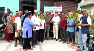 साना किसान केरवानीले सेयरसदस्यलाई बाँड्यो सिडलेस लिचीका विरुवा