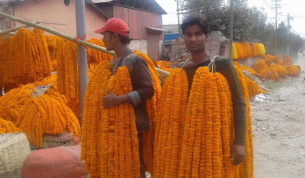 महानगरले काठमाडौँका ३२ स्थानमा तिहारका फूल  बेच्ने स्थान तोक्यो