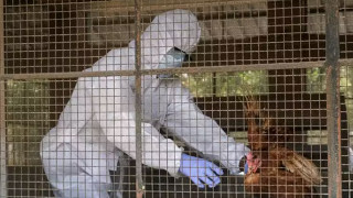 युरोप र उत्तरी अमेरिकामा बर्डफ्लू द्रुत गतिमा फैलिदै