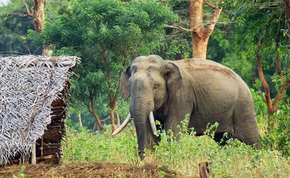 जंगली हात्तीको आक्रमणबाट बारामा एक जनाको मृत्यु