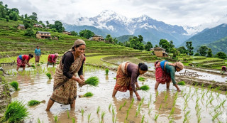 आज असार १५, राष्ट्रिय धान दिवस मनाइँदै