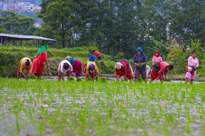देशभर ४५.८१ प्रतिशत धान रोपाइँ, गण्डकीमा सबैभन्दा बढी