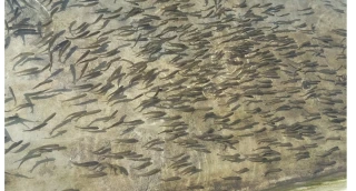 माछाका भुरा वितरणमा ७२ लाखभन्दा बढी हिनामिना, चार जनाविरुद्ध मुद्दा