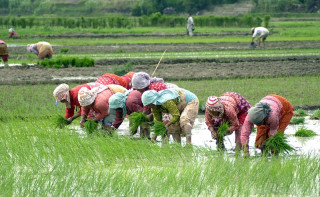 देशभर ४५.८१ प्रतिशत धान रोपाइँ, गण्डकीमा सबैभन्दा बढी