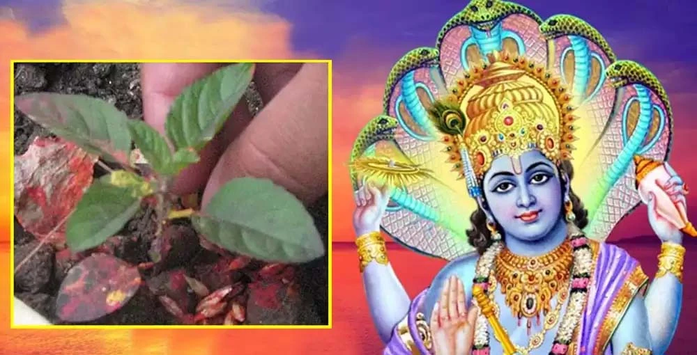 हरिवोधिनी एकादशीमा रेसुङ्गा नगरपालिकाले सार्वजनिक बिदा दिने