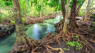 अन्तर्राष्ट्रिय म्यान्ग्रोभ पारिस्थितिक प्रणाली संरक्षण दिवस : तटीय वातावरण जोगाउने महत्त्वपूर्ण आधार