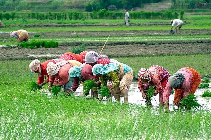 देशभर ९८ प्रतिशत धान रोपाइँ सम्पन्न